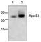 Apolipoprotein E antibody, TA319119, Origene, Western Blot image 