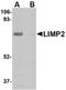 Limpii antibody, orb88755, Biorbyt, Western Blot image 