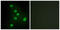 Nuclear Receptor Subfamily 2 Group F Member 6 antibody, abx013380, Abbexa, Western Blot image 