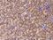 C-X-C Motif Chemokine Ligand 9 antibody, 50155-T24, Sino Biological, Immunohistochemistry paraffin image 