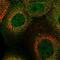 Sorting Nexin 22 antibody, PA5-58407, Invitrogen Antibodies, Immunofluorescence image 