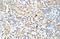 ST8SiaII antibody, NBP1-69280, Novus Biologicals, Immunohistochemistry frozen image 
