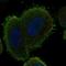 Armadillo Like Helical Domain Containing 4 antibody, HPA001580, Atlas Antibodies, Immunocytochemistry image 