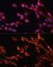 Calcium-binding mitochondrial carrier protein SCaMC-1 antibody, GTX64897, GeneTex, Immunofluorescence image 