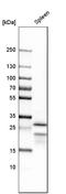 BDCA-2 antibody, HPA029432, Atlas Antibodies, Western Blot image 