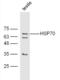 Heat shock 70 kDa protein 1A/1B antibody, orb10848, Biorbyt, Western Blot image 