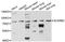 SCARB2 antibody, A12723, ABclonal Technology, Western Blot image 