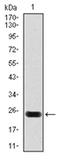 Troponin T2, Cardiac Type antibody, AM06763SU-N, Origene, Western Blot image 