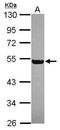 Ral Guanine Nucleotide Dissociation Stimulator Like 4 antibody, PA5-31507, Invitrogen Antibodies, Western Blot image 