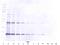 C-C Motif Chemokine Ligand 27 antibody, AP31097PU-N, Origene, Western Blot image 