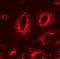 Lysosomal Associated Membrane Protein 1 antibody, orb67336, Biorbyt, Immunofluorescence image 