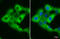 Retinol-binding protein 1 antibody, GTX108016, GeneTex, Immunofluorescence image 