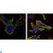 Kelch Like Family Member 13 antibody, LS-C812677, Lifespan Biosciences, Immunofluorescence image 