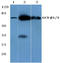 Guanylate Cyclase 1 Soluble Subunit Beta 1 antibody, AP06153PU-N, Origene, Western Blot image 
