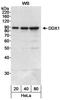 DEAD-Box Helicase 1 antibody, A300-520A, Bethyl Labs, Western Blot image 