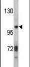 Inter-alpha-trypsin inhibitor heavy chain H2 antibody, PA5-13670, Invitrogen Antibodies, Western Blot image 