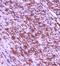 Gap Junction Protein Gamma 1 antibody, orb10486, Biorbyt, Immunohistochemistry paraffin image 