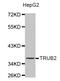 TruB Pseudouridine Synthase Family Member 2 antibody, abx002446, Abbexa, Western Blot image 