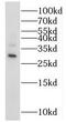 28S ribosomal protein S18b, mitochondrial antibody, FNab05350, FineTest, Western Blot image 