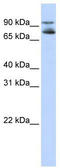 Forkhead box protein K2 antibody, TA343471, Origene, Western Blot image 