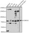 Caspase Recruitment Domain Family Member 10 antibody, A07686-3, Boster Biological Technology, Western Blot image 