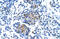 Purinergic Receptor P2X 1 antibody, 28-242, ProSci, Immunohistochemistry frozen image 