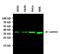GAPDH antibody, MA5-15738-A488, Invitrogen Antibodies, Western Blot image 
