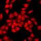 2'-5'-Oligoadenylate Synthetase 1 antibody, orb412113, Biorbyt, Immunocytochemistry image 