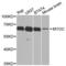 Myocilin antibody, LS-C331563, Lifespan Biosciences, Western Blot image 