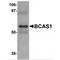 Breast Carcinoma Amplified Sequence 1 antibody, MBS151224, MyBioSource, Western Blot image 