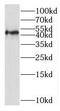 Solute Carrier Family 16 Member 12 antibody, FNab07910, FineTest, Western Blot image 