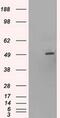HNF-6 antibody, MA5-24896, Invitrogen Antibodies, Western Blot image 