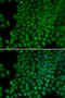 DNA-directed RNA polymerases I and III subunit RPAC1 antibody, 13-117, ProSci, Immunofluorescence image 