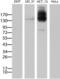 Multidrug resistance protein 1 antibody, TA801056AM, Origene, Western Blot image 