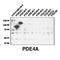 Phosphodiesterase 4A antibody, IQ363, Immuquest, Western Blot image 