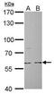 Cell Division Cycle 6 antibody, PA5-77901, Invitrogen Antibodies, Western Blot image 