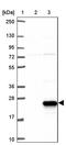 Pep antibody, PA5-62368, Invitrogen Antibodies, Western Blot image 