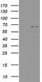 Protein Tyrosine Phosphatase Non-Receptor Type 11 antibody, TA501914S, Origene, Western Blot image 