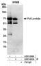 DNA polymerase lambda antibody, A301-640A, Bethyl Labs, Immunoprecipitation image 
