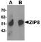 ZIP-8 antibody, NBP1-76505, Novus Biologicals, Western Blot image 