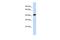 Zinc Finger Protein 773 antibody, PA5-41412, Invitrogen Antibodies, Western Blot image 