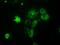Nucleoside diphosphate kinase, mitochondrial antibody, GTX84032, GeneTex, Immunocytochemistry image 