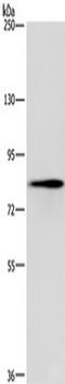 Eukaryotic Elongation Factor 2 Kinase antibody, TA349921, Origene, Western Blot image 