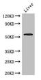 Chromaffin granule amine transporter antibody, orb46095, Biorbyt, Western Blot image 