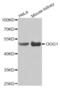 N-glycosylase/DNA lyase antibody, abx001848, Abbexa, Western Blot image 