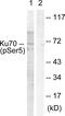 X-Ray Repair Cross Complementing 6 antibody, PA5-38257, Invitrogen Antibodies, Western Blot image 