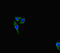 Interferon Induced Transmembrane Protein 5 antibody, LS-C678279, Lifespan Biosciences, Immunofluorescence image 