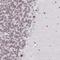 Zinc finger protein 382 antibody, NBP2-13569, Novus Biologicals, Immunohistochemistry frozen image 