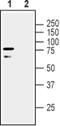 Leucine Rich Repeat And Ig Domain Containing 1 antibody, PA5-77544, Invitrogen Antibodies, Western Blot image 