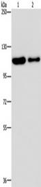 Phosphodiesterase 4A antibody, TA351506, Origene, Western Blot image 